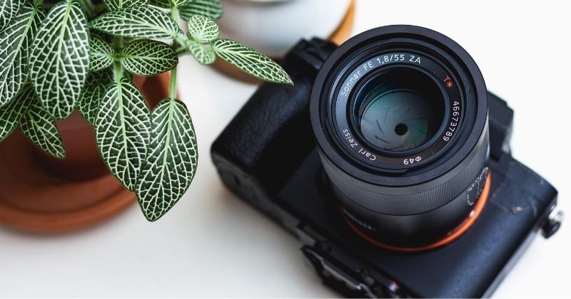 professional camera with green plant and succulent