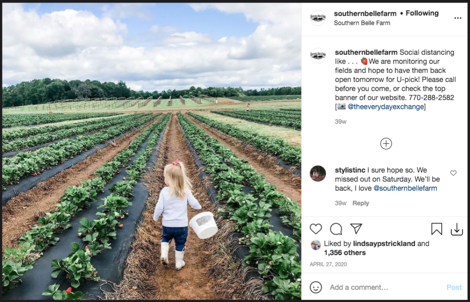 girl picking strawberries at Southern Belle Farm