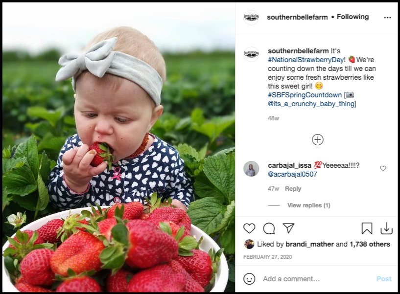 baby eating strawberries at Southern Belle Farm