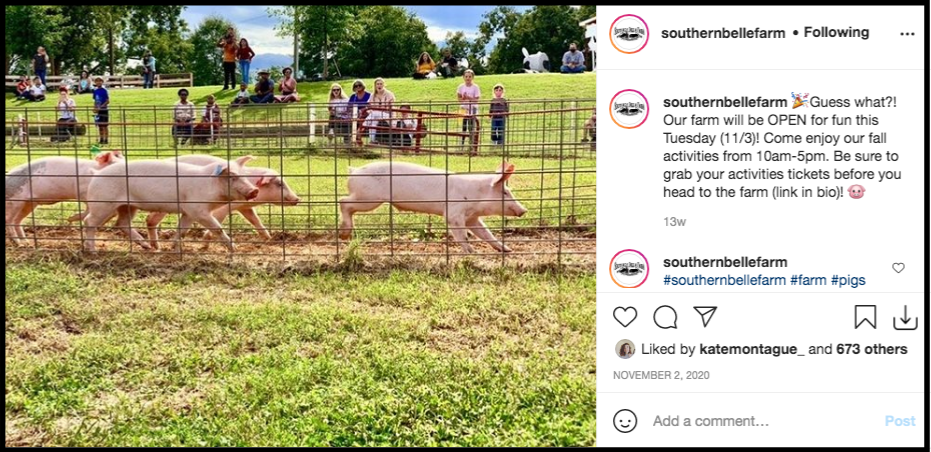 Pig racing at Southern Belle Farm