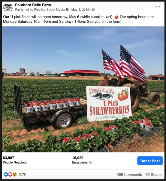 U-Pick Strawberries at Southern Belle Farm