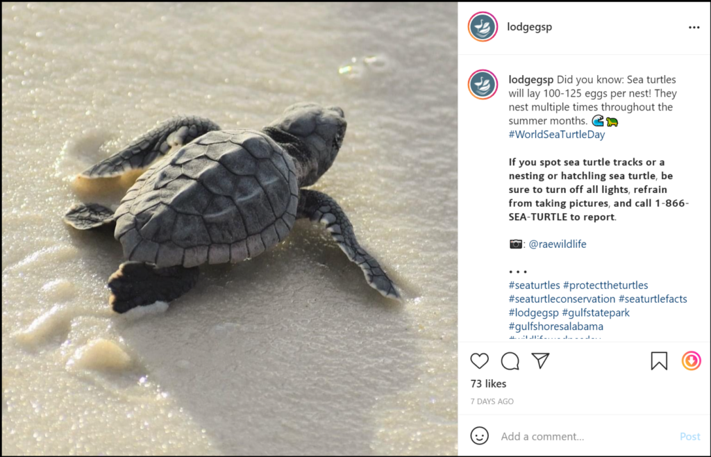 social media post showing a sea turtle